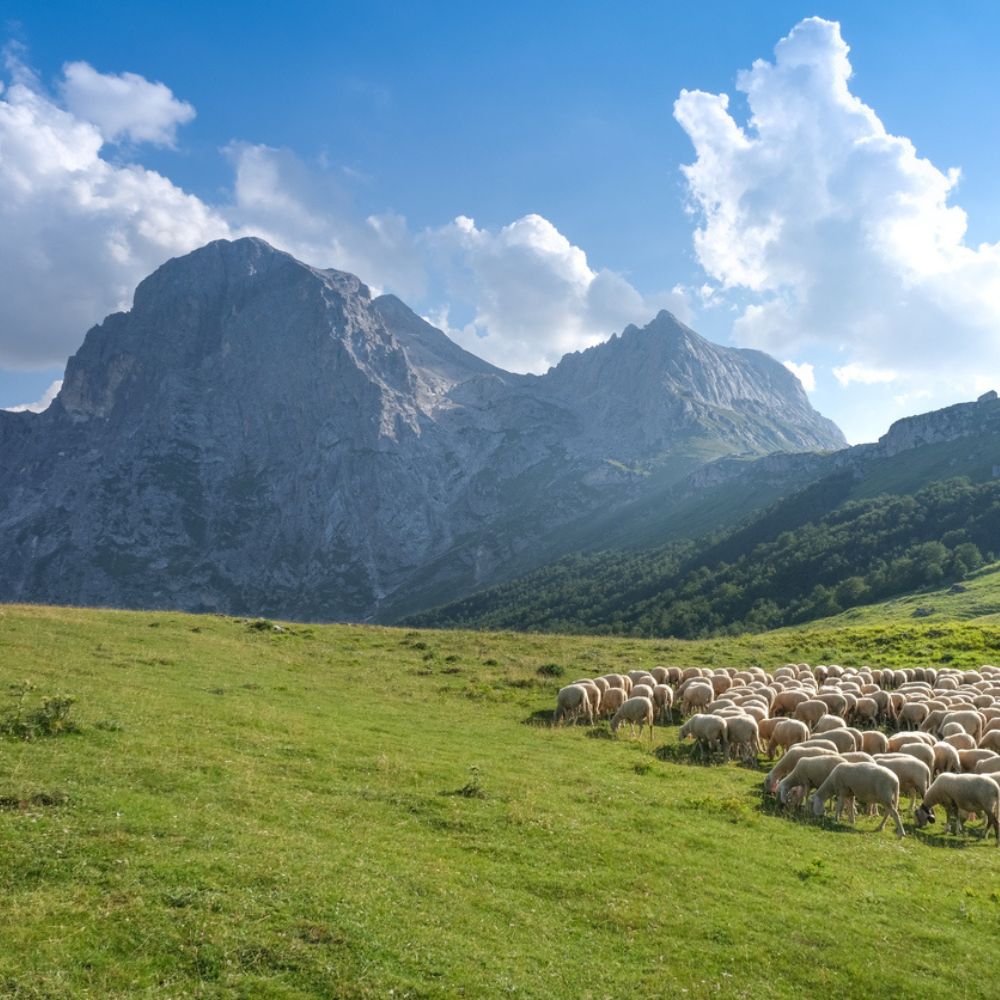 Transumanza_Cacio e pepe_Cibovagare