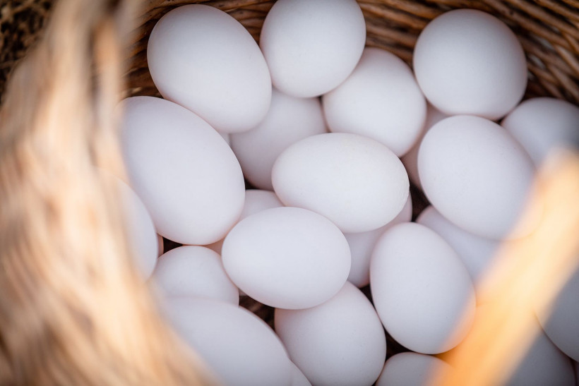 Le uova da galline liberi e felici Le Selvagge
