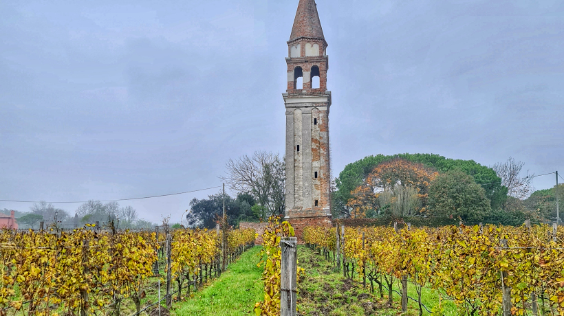 Le vigne attorno Venissa