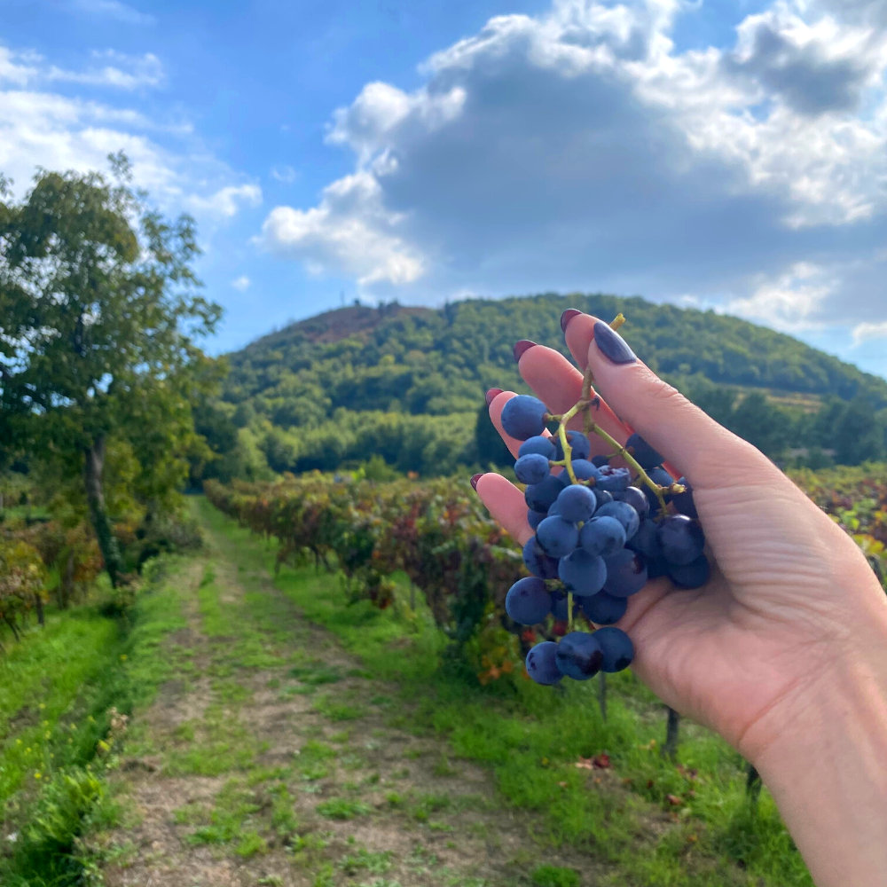 I vini dell'Etna di Tenuta Monte Gorna