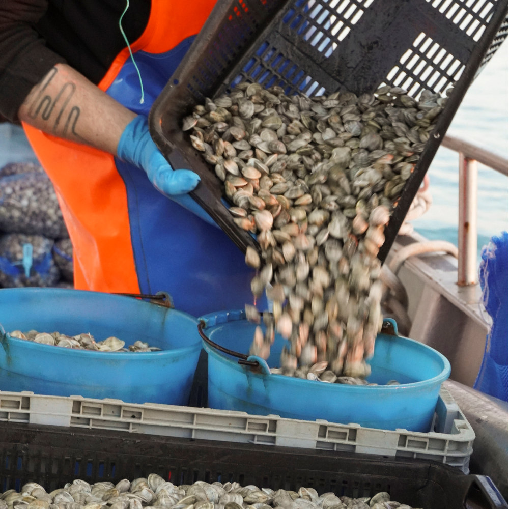 Le vongole Bernardi sono pescate la notte prima in mare aperto quindi confezionate