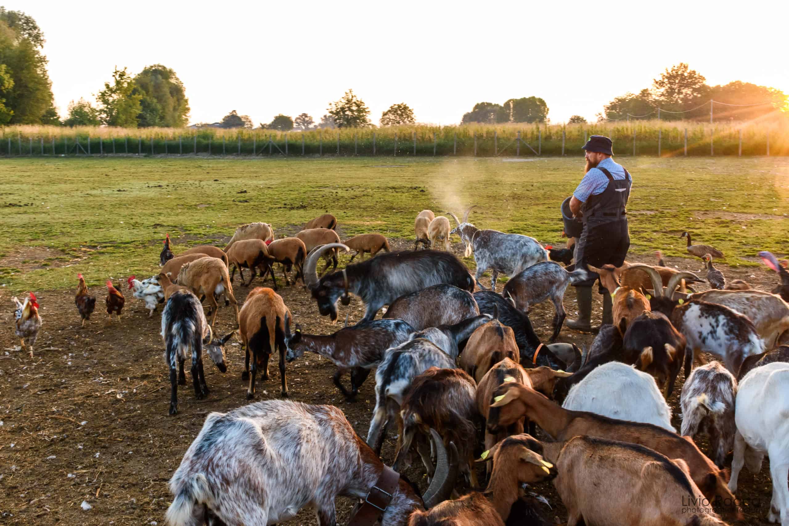 Fattoria Gallina Golosa
