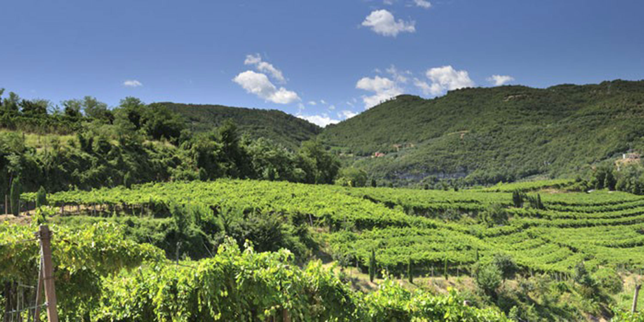 Bordolesi Veneti