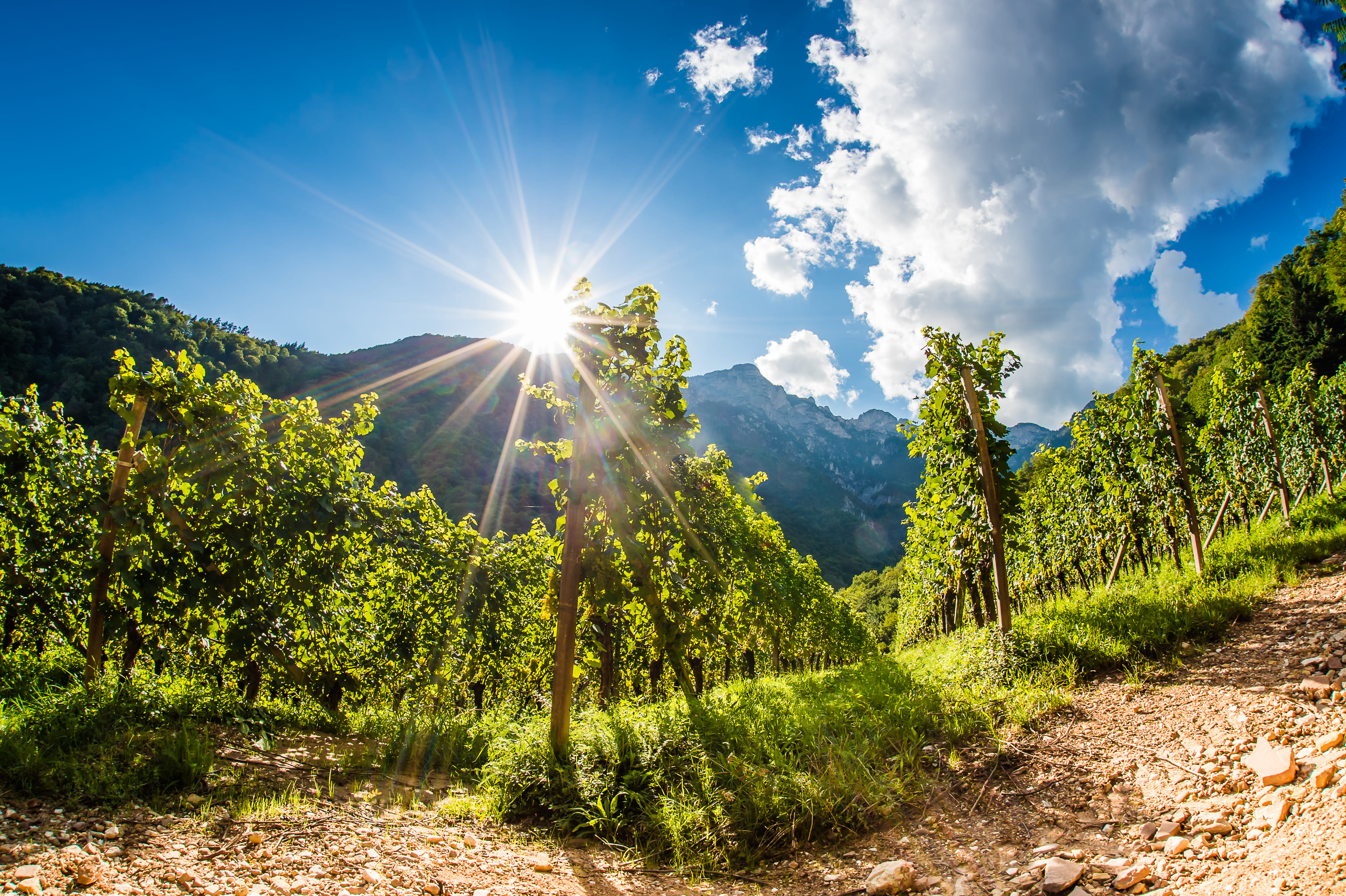 Cantina Tramin