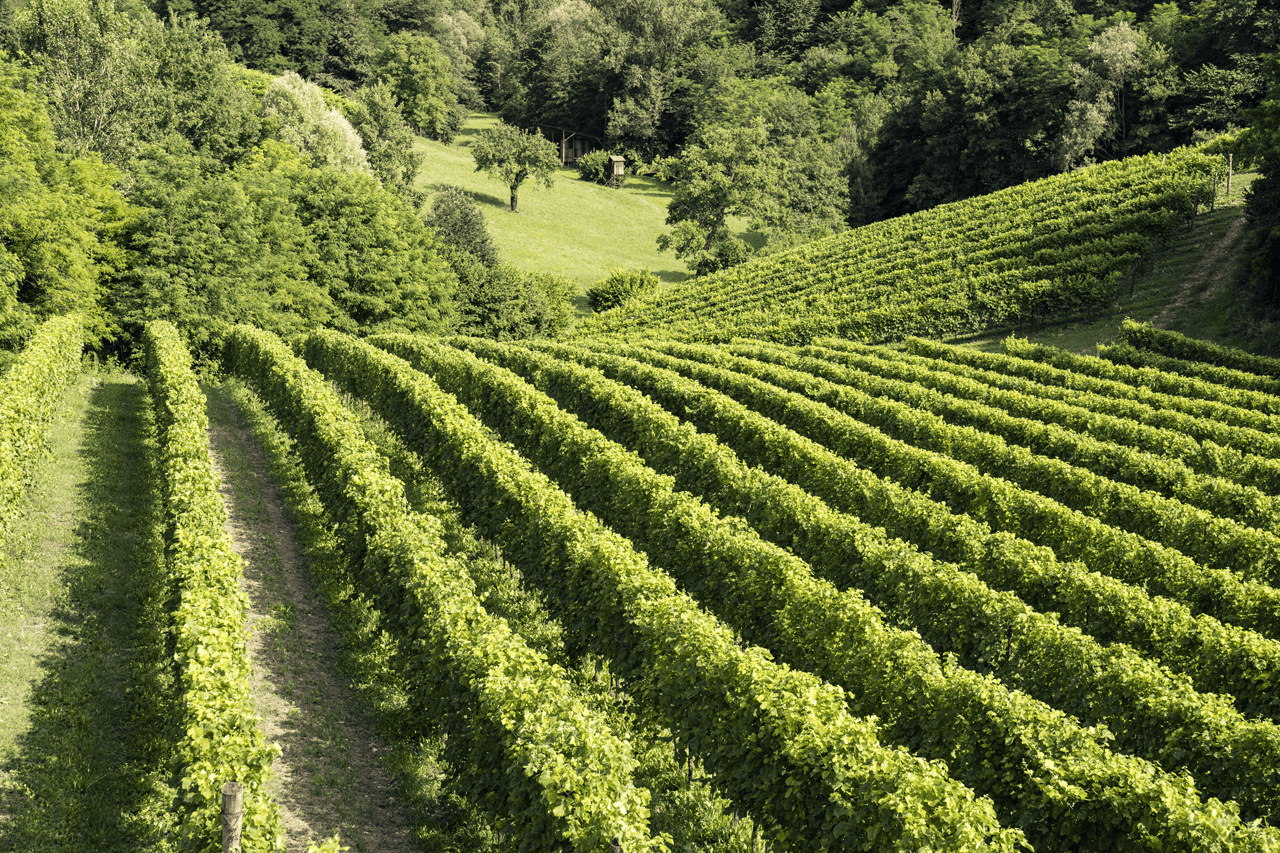 Vini Asolo Montello