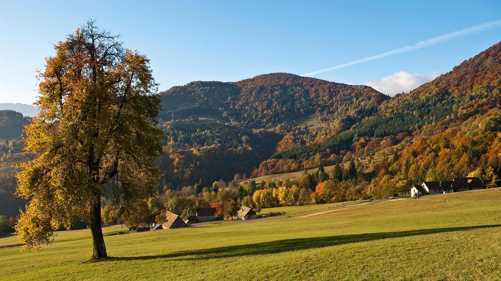 Foliage FVG