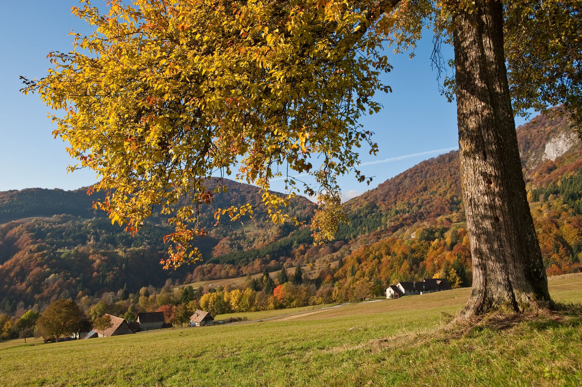 Foliage FVG